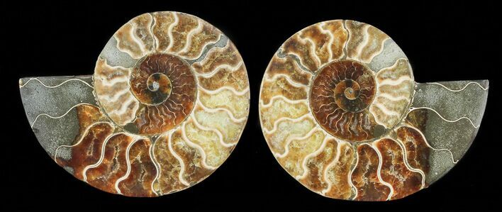 Cut & Polished Ammonite Fossil - Agatized #69013